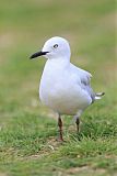 Black-billed Gull